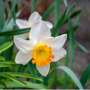 Orange White Narcissus Seeds