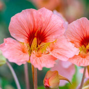 Baby Pink Nasturtium Seeds