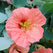 Baby Pink Nasturtium Seeds