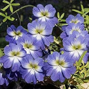Blue Nasturtium Seeds