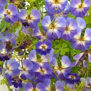 Blue Nasturtium Seeds