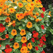 Capuchina Nasturtium Seeds