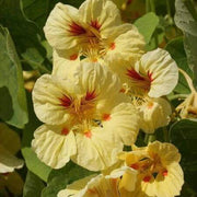 Cream Nasturtium Seeds