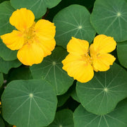 Yellow Nasturtium Seeds