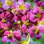 Light Purple Nasturtium Seeds