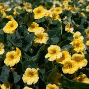 Light Yellow Nasturtium Seeds