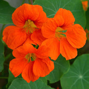 Orange Nasturtium Seeds