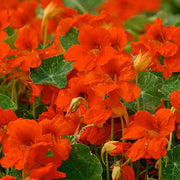 Orange Nasturtium Seeds
