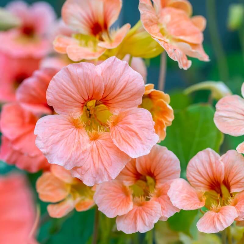 Baby Pink Nasturtium Seeds