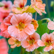 Baby Pink Nasturtium Seeds