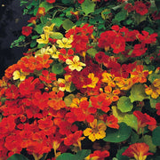 Capuchina Nasturtium Seeds