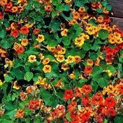 Capuchina Nasturtium Seeds