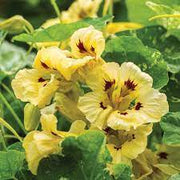 Cream Nasturtium Seeds