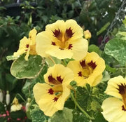 Cream Nasturtium Seeds