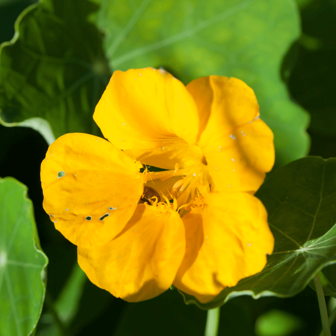 Yellow Nasturtium Seeds