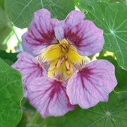 Light Purple Nasturtium Seeds