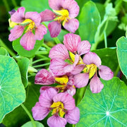 Light Purple Nasturtium Seeds