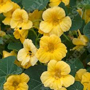 Light Yellow Nasturtium Seeds