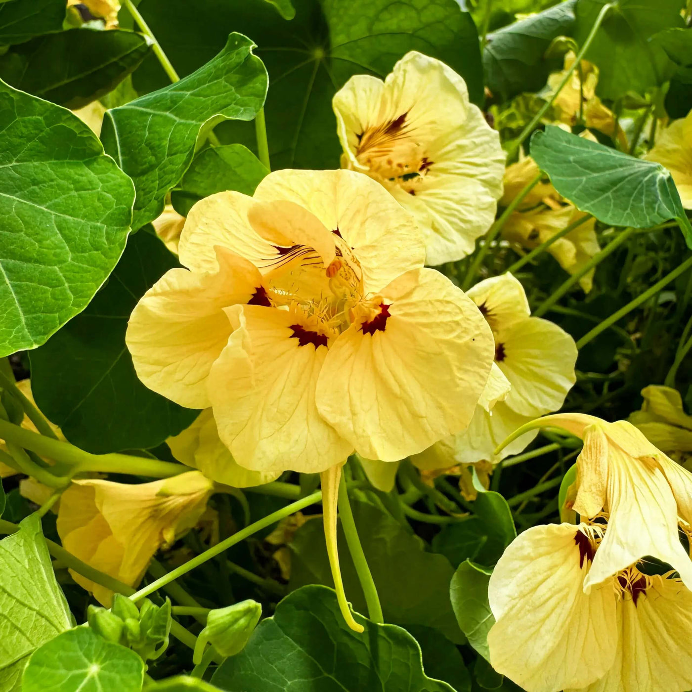 Light Yellow Nasturtium Seeds