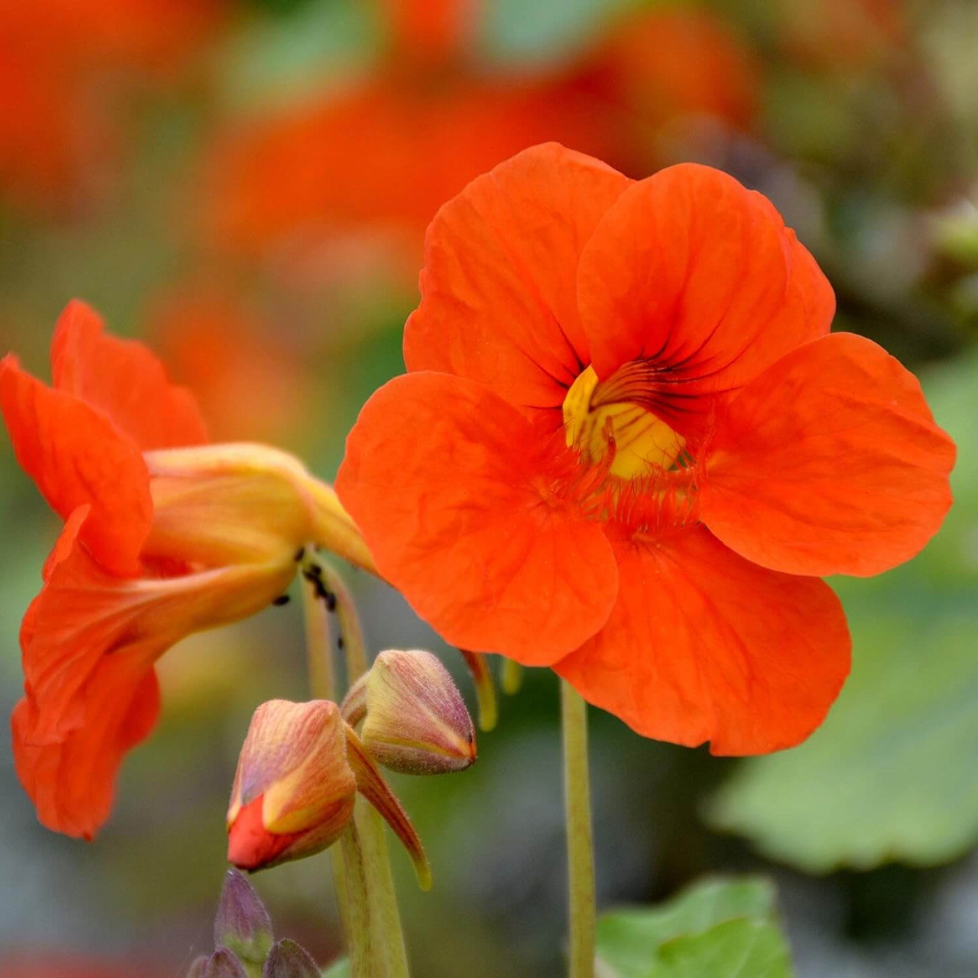 Orange Nasturtium Seeds