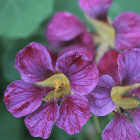 Purple Nasturtium Seeds