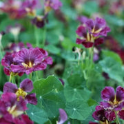 Purple Nasturtium Seeds