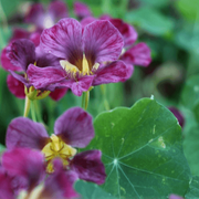 Purple Nasturtium Seeds