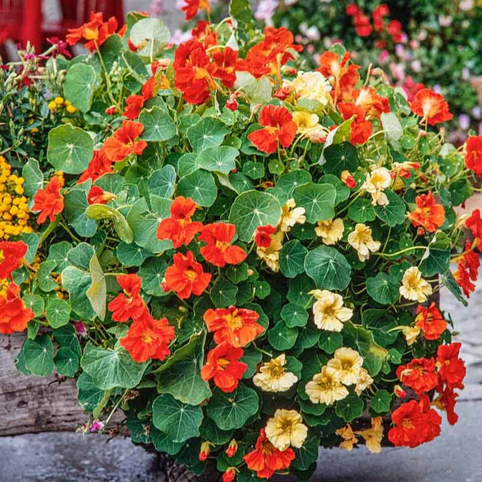 Tall Rollier Nasturtium Seeds