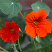 Tropaeolum majus Nasturtium Seeds