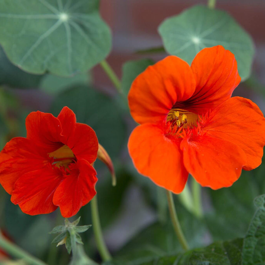 Tropaeolum majus Nasturtium Seeds