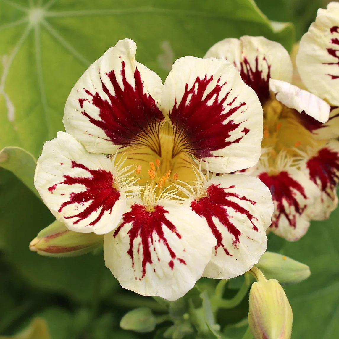 White Red Nasturtium Seeds