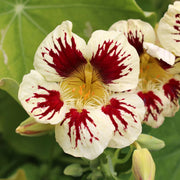 White Red Nasturtium Seeds
