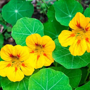 Yellow Nasturtium Seeds