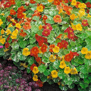 Tall Rollier Nasturtium Seeds