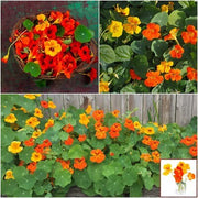 Tall Rollier Nasturtium Seeds