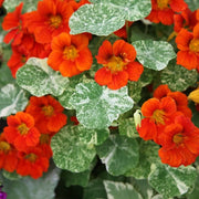 Tropaeolum majus Nasturtium Seeds