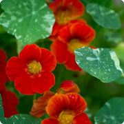 Tropaeolum majus Nasturtium Seeds