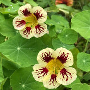 White Red Nasturtium Seeds
