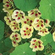 White Red Nasturtium Seeds
