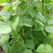 Native American Tepary Beans Seeds - Vegetable Plant