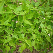 Native American Tepary Beans Seeds - Vegetable Plant
