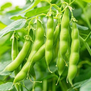 Native American Tepary Beans Seeds