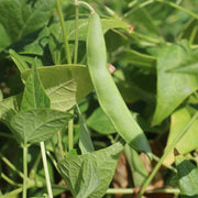 Native American Tepary Beans Seeds - Vegetable Plant