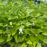 Native American Tepary Beans Seeds