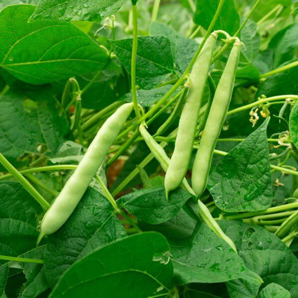 Native Bean Seeds