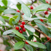 American Seeds, Ilex opaca