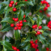 American Seeds, Ilex opaca