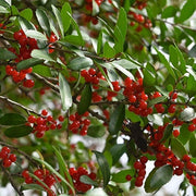 American Seeds, Ilex opaca