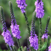 Native Wild Hoary Vervain Seeds