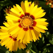 Native Wildflower Hoch Coreopsis Seeds